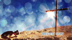 Read more about the article Free Woman Praying at The Cross