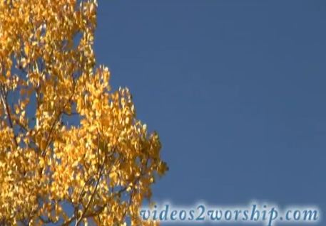 Read more about the article Aspen Tree With Golden Leaves Background