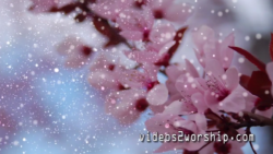 Read more about the article Pink Tree Flowers Worship Motion