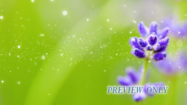 Read more about the article Summer Flower Worship Background
