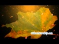 Leaf Worship Video Background