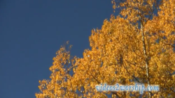Read more about the article Aspen Tree Worship Motion Background