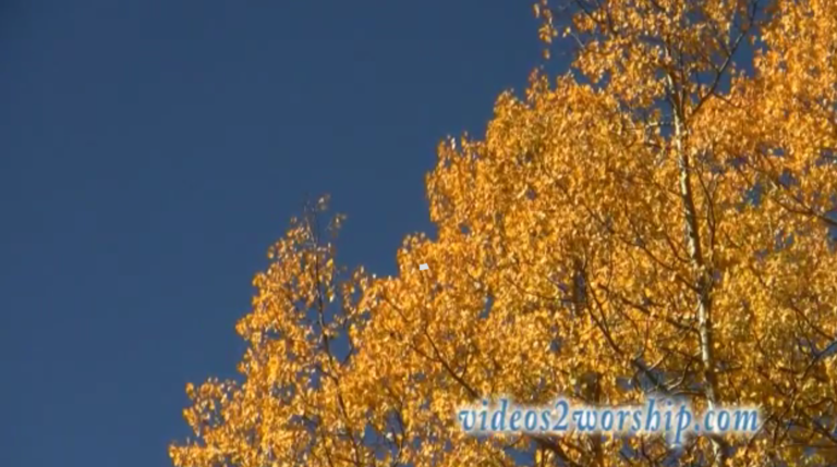 Read more about the article Aspen Tree Worship Motion Background