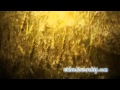Harvest Golden Wheat Motion Loop