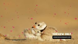 Read more about the article Mothers Day Love Birds And Hearts Motion