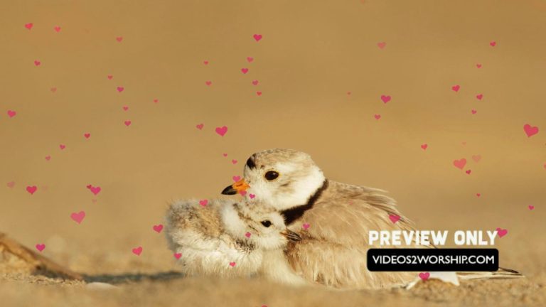 Read more about the article Mothers Day Love Birds And Hearts Motion