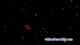 Red Rose Petals Motion Background Loop