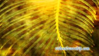 Palm Branch Worship Background