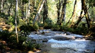 River In The Forest Motion Loop