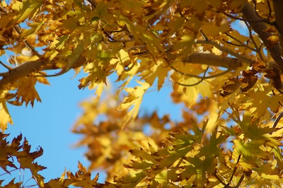 Read more about the article Autumn Golden Leaves Still Slide