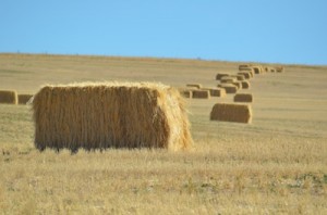 Read more about the article Bales Of Hay: Autumn Still Background