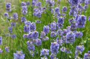 Read more about the article Purple Mountain Flowers Still Background