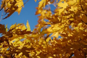 Read more about the article Tree Branch During Fall Season