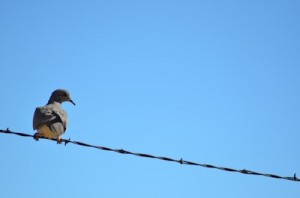Read more about the article Stock Photography: Bird On Fence