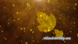 Read more about the article Flying Leaves Autumn Loop Long Play
