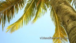 Read more about the article Palm Tree Worship Motion Background