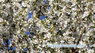 Read more about the article Tree Flowers During Spring Time