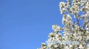 Read more about the article Spring Tree Flowers: Nature Motion