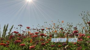 Read more about the article Garden Flowers Worship Moving Background