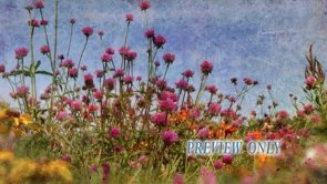 Read more about the article Fall Garden Flowers Worship Background
