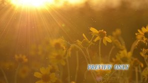 Read more about the article Fall Worship Motion: Flowers At Sunset