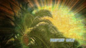 Read more about the article Palm Sunday Tree Motion Background Video