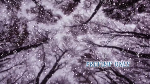 Read more about the article Tall Forest Trees And Falling Snow