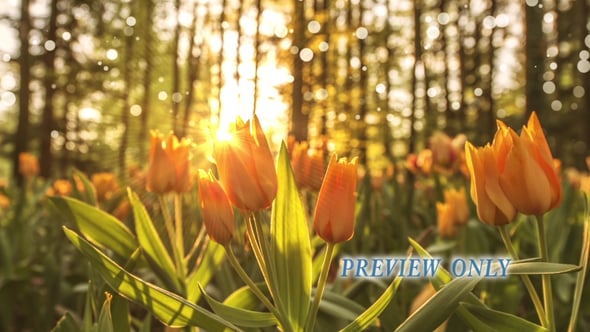 Read more about the article Spring Tulips Flowers Motion Background