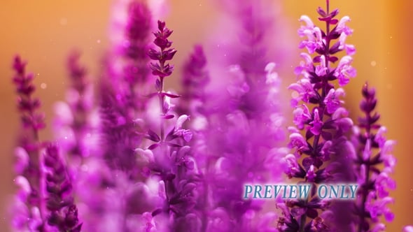 Read more about the article Still: Purple Flowers