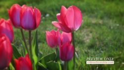 Read more about the article Easter Red Tulips Motion Loop