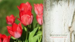Read more about the article Resurrection Red Tulips Motion Background