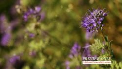 Read more about the article Summer Flowers Nature Background Video