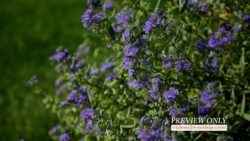 Read more about the article Purple Flowers Church Media Background