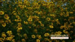 Read more about the article Autumn Yellow Flowers Background