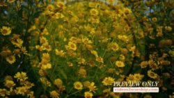 Read more about the article Still: Flower Garden