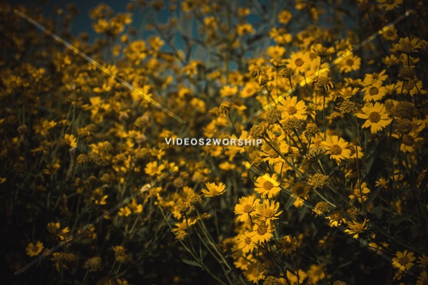 Read more about the article Summer Yellow Flowers