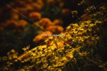 Read more about the article Flower Garden High Resolution Image