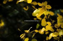 Read more about the article Stock Photo Golden Leaves
