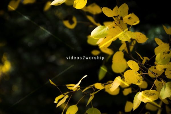 Read more about the article Stock Photo Golden Leaves