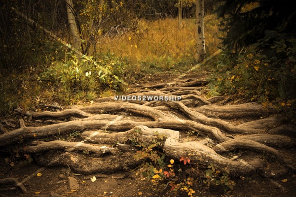 Read more about the article Stock Photography Big Tree Roots