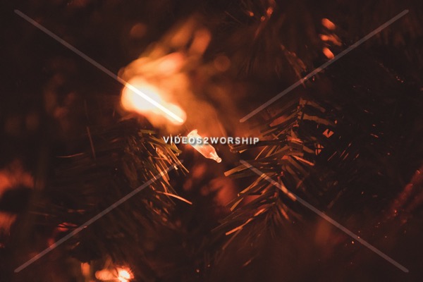 Read more about the article Stock Photography Christmas Tree Light