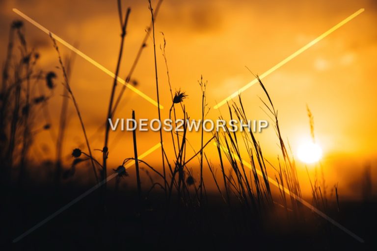 Read more about the article Stock Photography: Tall Grass At Sunset