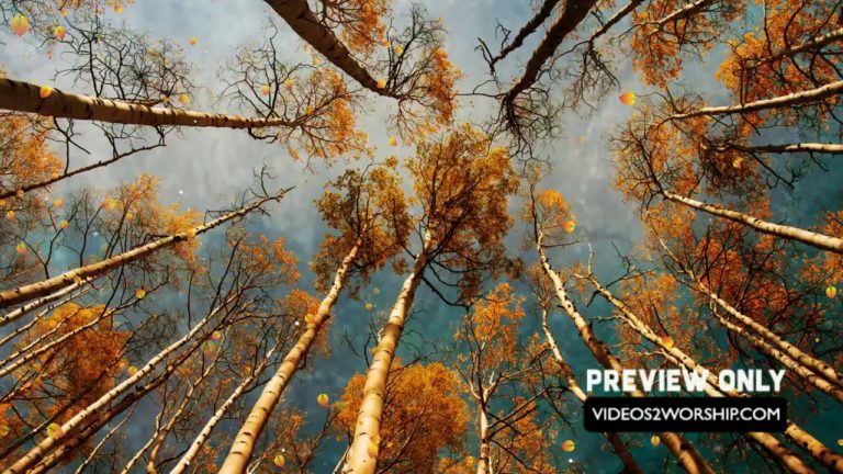 Read more about the article Aspen Trees Autumn Background Loop