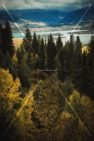 Read more about the article Stock Photography: Gold And Green