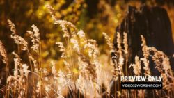 Read more about the article Golden Autumn Nature Background Loop