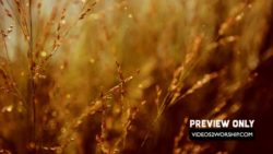 Read more about the article Tall Grass Church Motion Background Loop