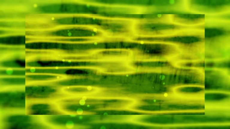 Read more about the article Green Palm Sunday Abstract Motion Loop