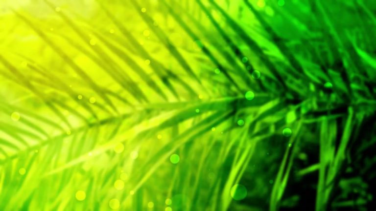 Read more about the article Green Palm Branch Worship Graphics