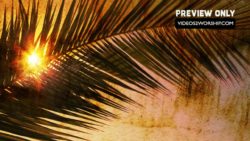 Read more about the article Still: Palm Branch