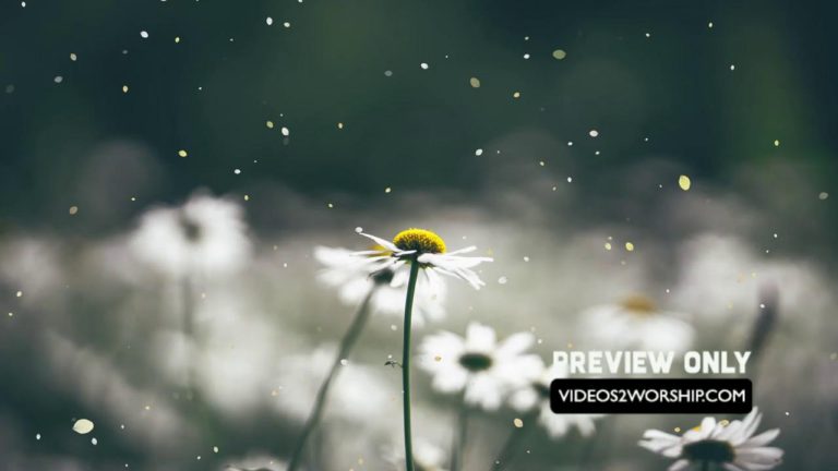 Read more about the article Petals And Flowers Motion Graphics Loop